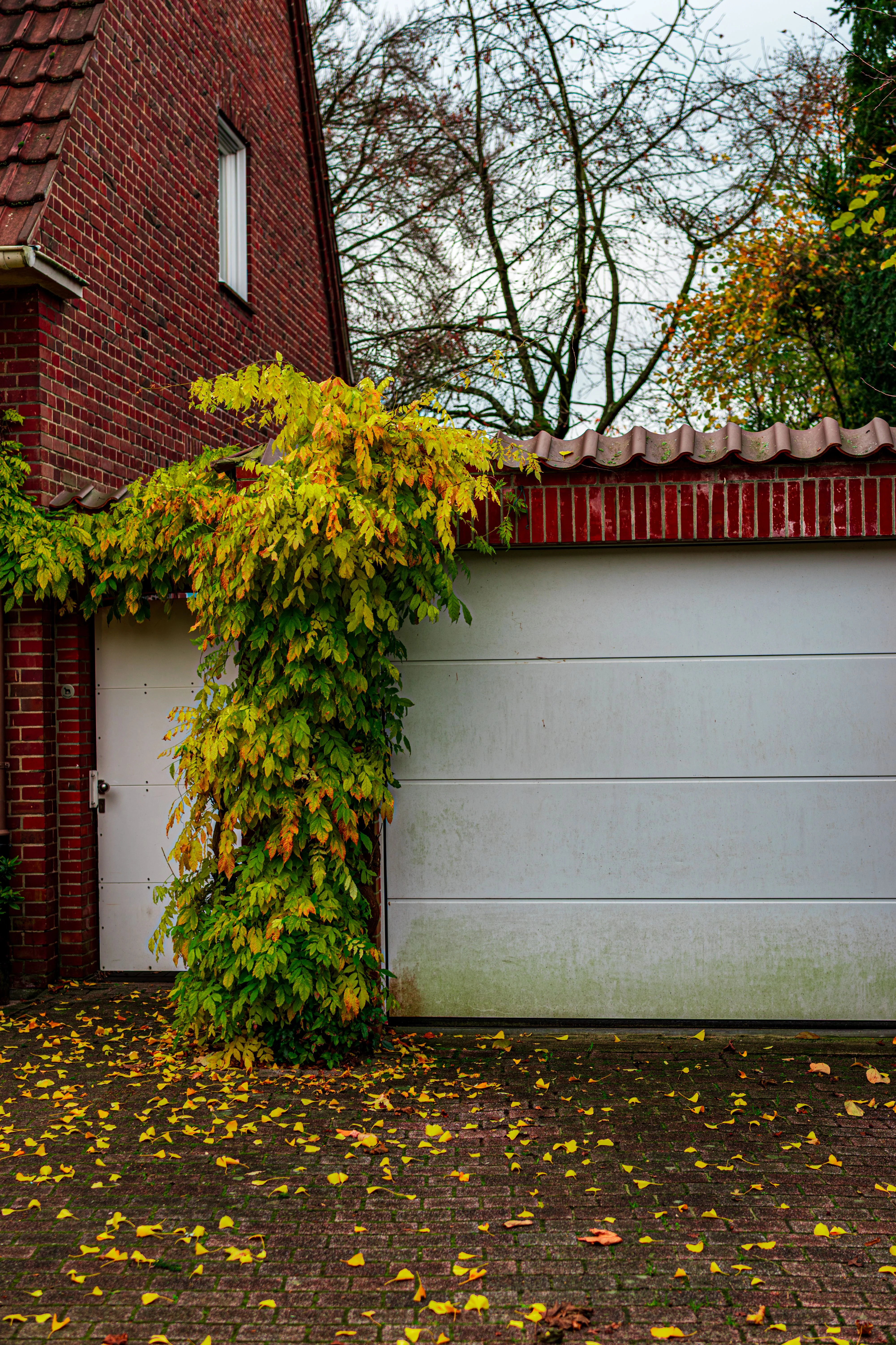 Residential garage door in Blue Springs